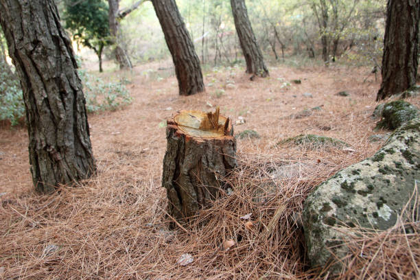 Best Commercial Tree Removal  in Marlboro, NY