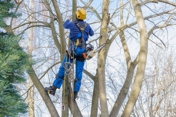 How Our Tree Care Process Works  in  Marlboro, NY