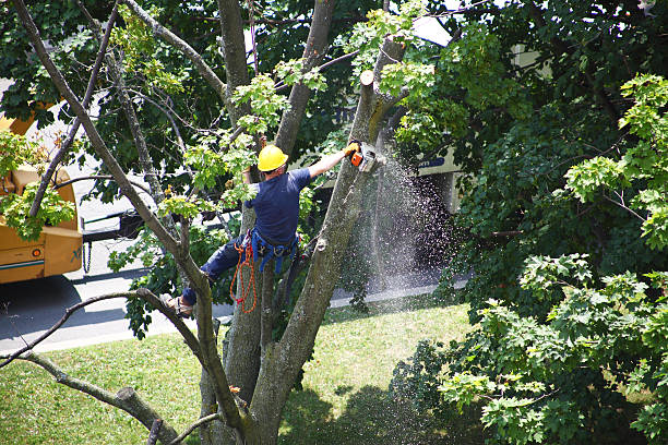 Best Tree and Shrub Care  in Marlboro, NY