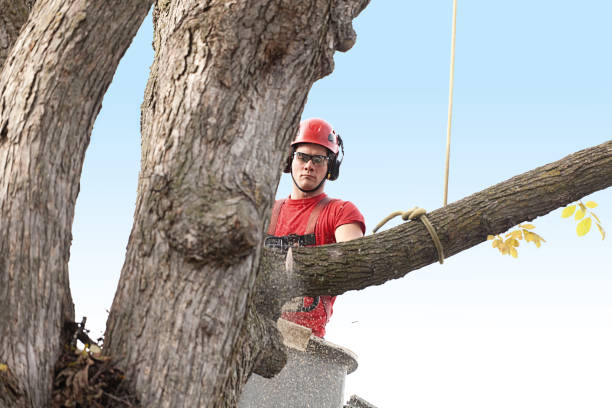 Best Residential Tree Removal  in Marlboro, NY